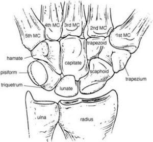 Palmar view of the carpal bones