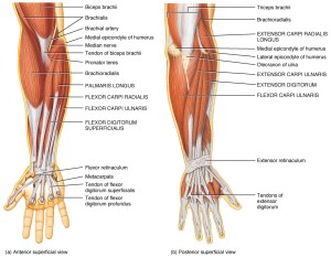 Anterior and Posterior views of the muscles that control the wrist and hand