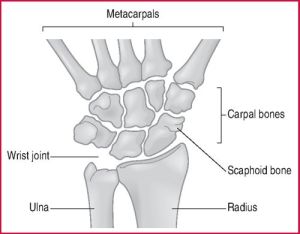 Osteology of the Wrist